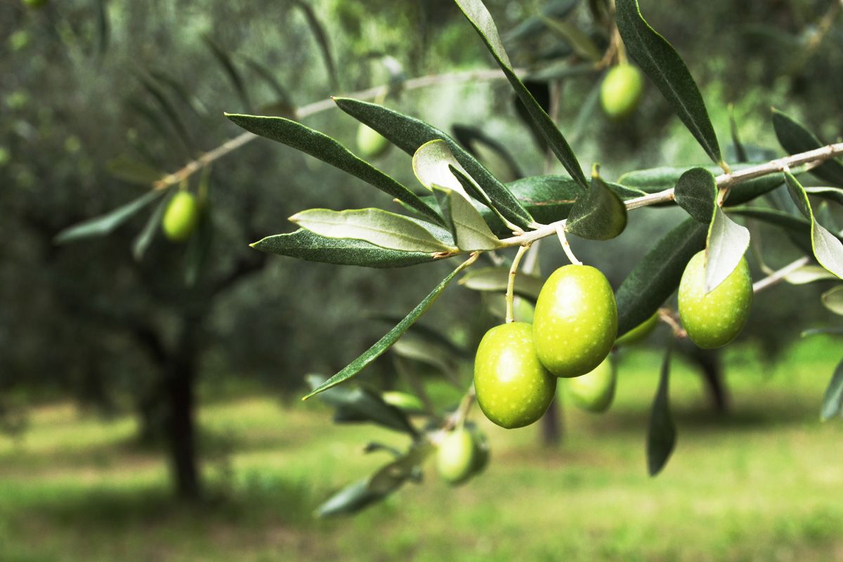 Campiana Olives, Kampia Cyprus